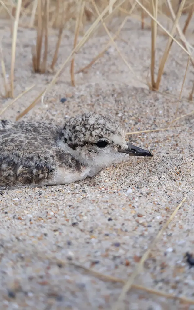 A small chick resting on the sand between some grasses