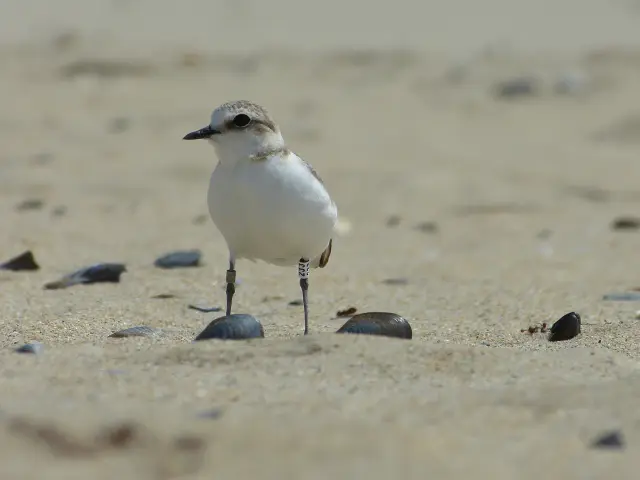 Ein weißer und schwarzer Vogel läuft auf einem Sandstrand