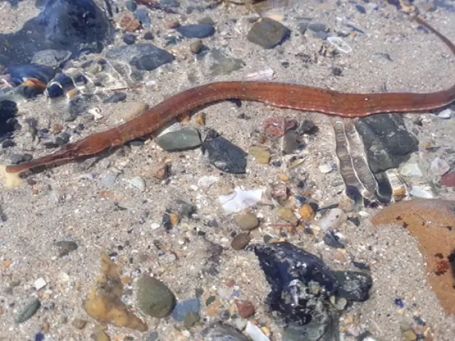 An earthworm on the sand among pebbles and debris