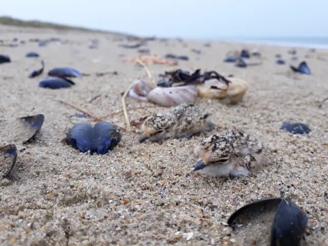 Shells and marine debris on the sand