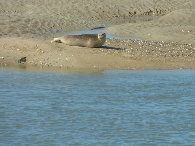 A seal resting on a sandy beach near the water