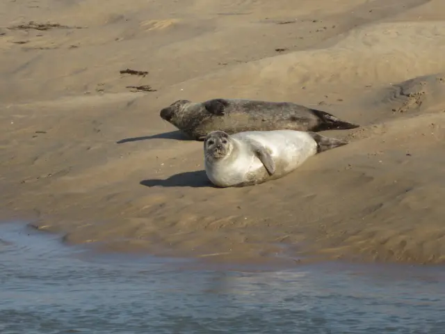 Two seals resting on a sandy beach