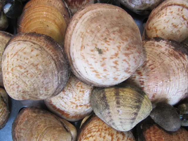 Ein Haufen Muscheln in verschiedenen Formen und Farben