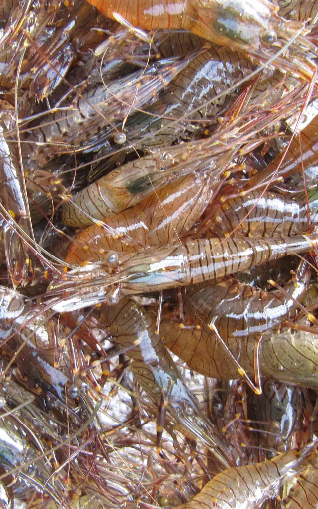 Crevettes fraîches disposées sur un lit de glace pilée