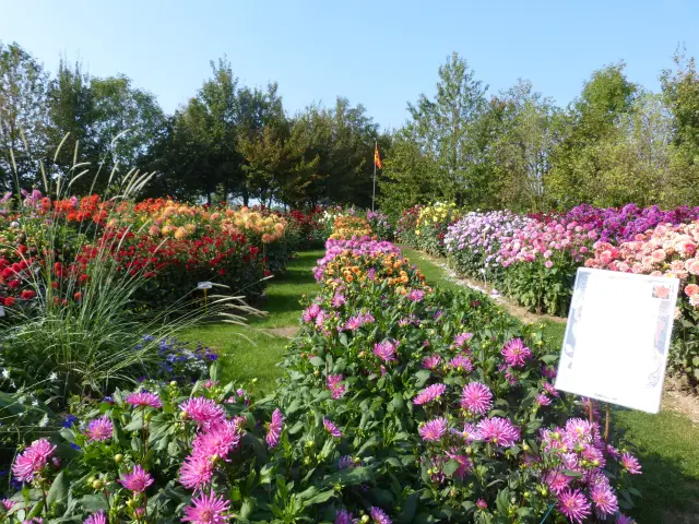 Festival des Dahlias de Coutances