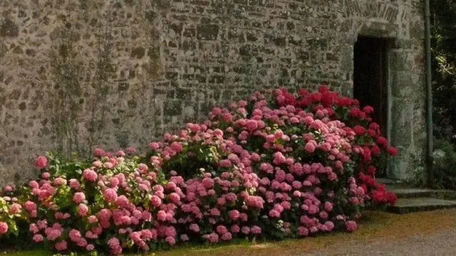 Chapelle des marins en pierre avec des fleurs roses en premier plan à Blainville sur Mer