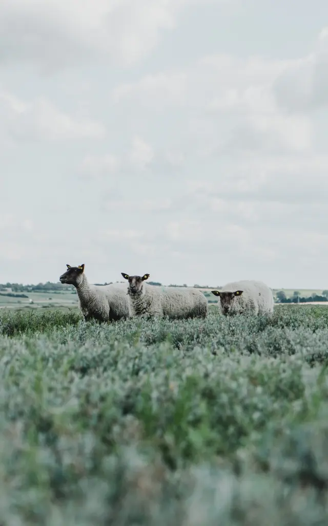 Moutons de pré salé à la pointe d'Agon