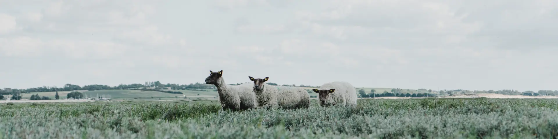 Drei Schafe auf einer grünen Wiese