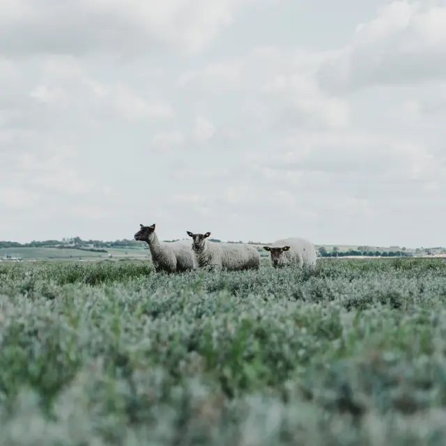 Moutons de pré salé à la pointe d'Agon