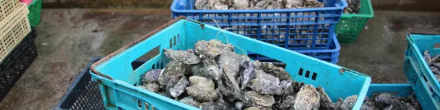 Plusieurs bacs remplis d'huîtres fraîches