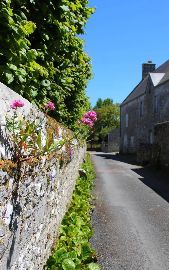 Eine schmale Straße mit Steinmauern, die mit rosa Blumen und grünen Pflanzen gesäumt ist