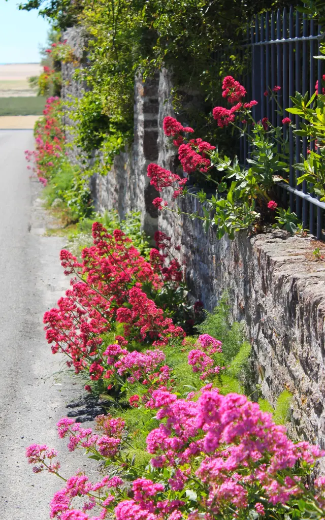 Rote Blumen in voller Blüte entlang eines Feldwegs