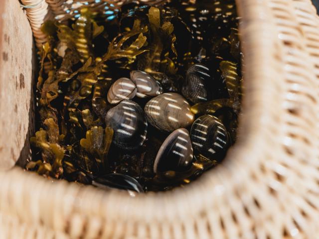 Shells and seaweed in a wicker basket
