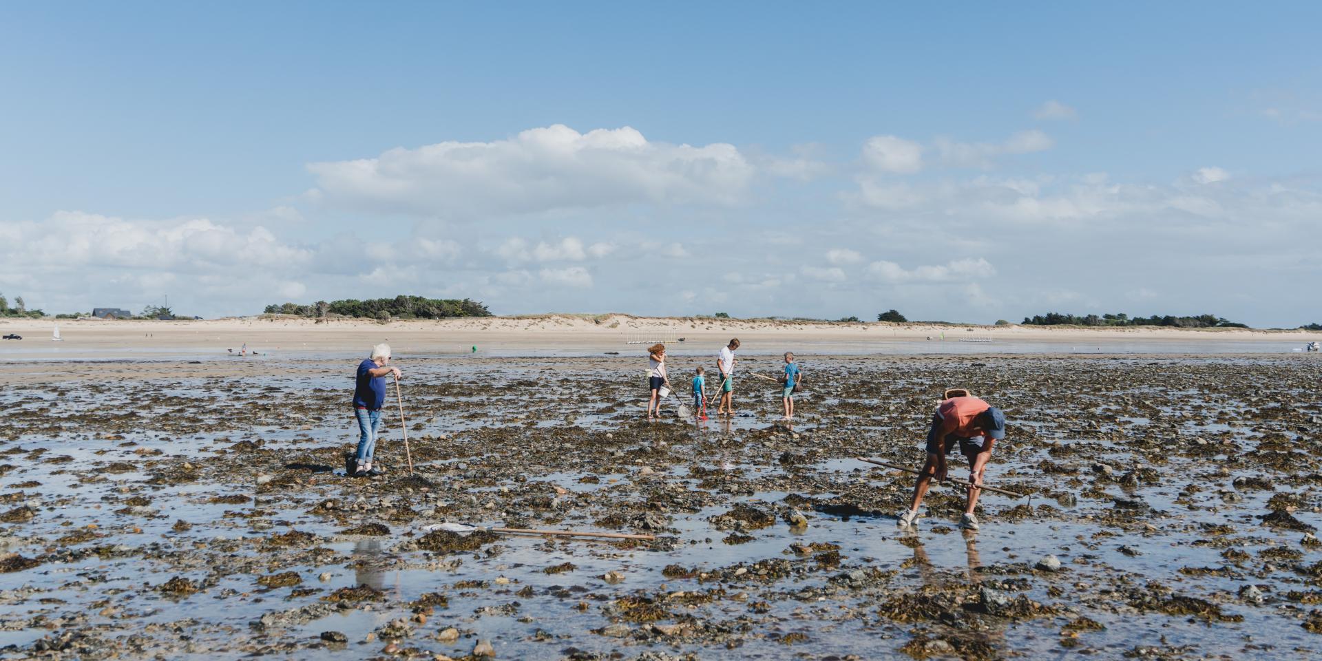Several people walking and searching for shells on a muddy beach