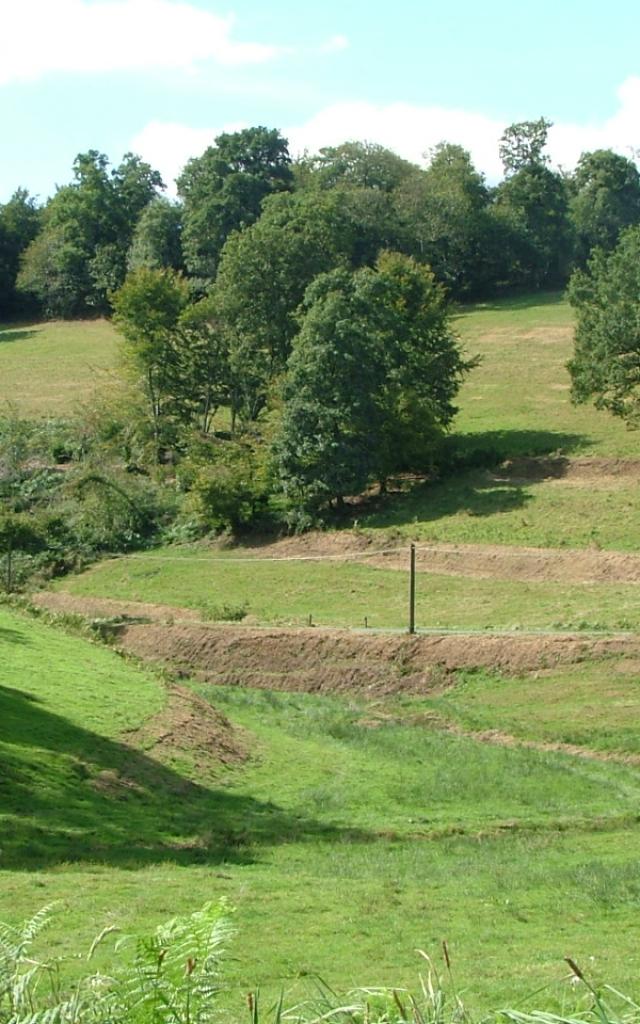 Champ herbeux avec des arbres dans le bocage
