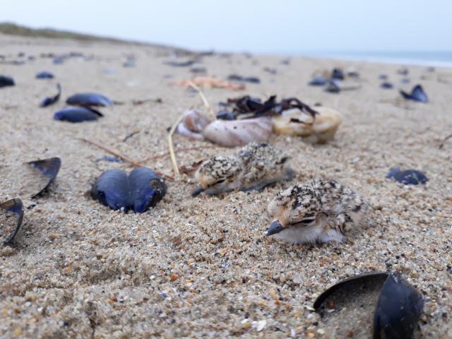 Bébé gravelot a collier interrompu