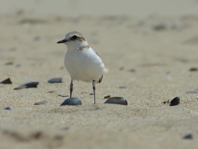 Gravelot a collier interrompu