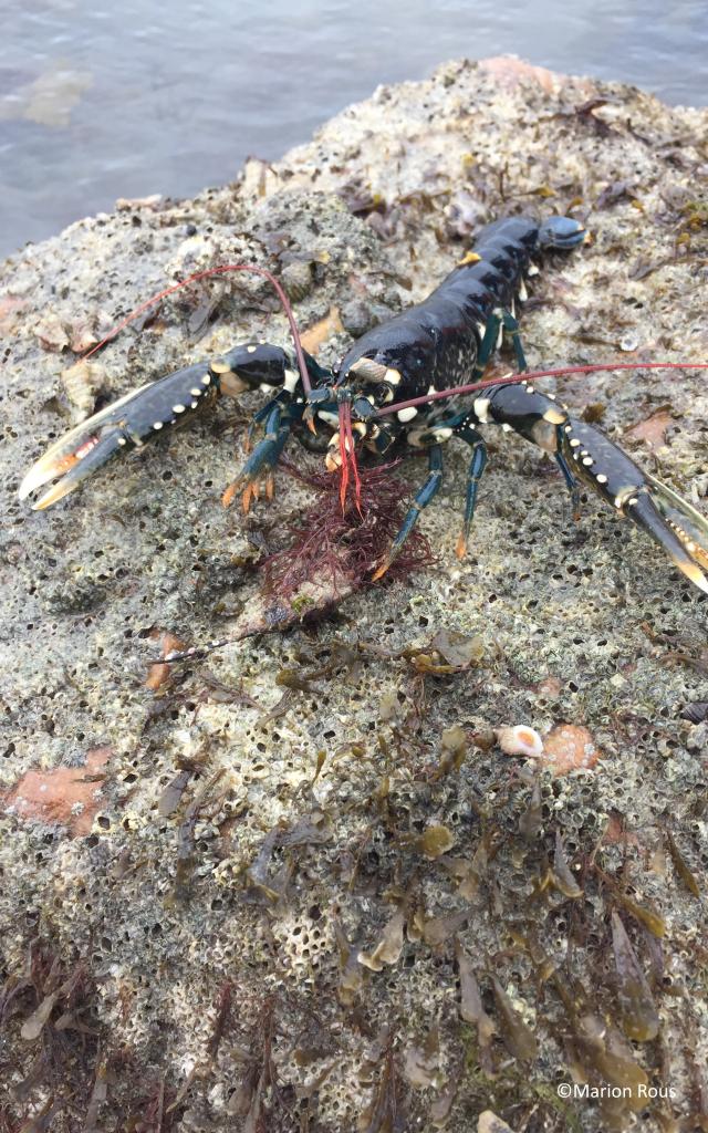 Homard sur un rocher près de l'eau