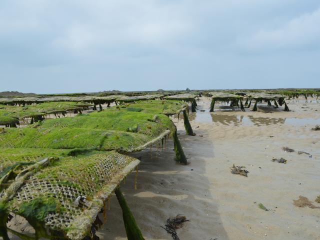 Wooden structures partially covered with algae on a beach