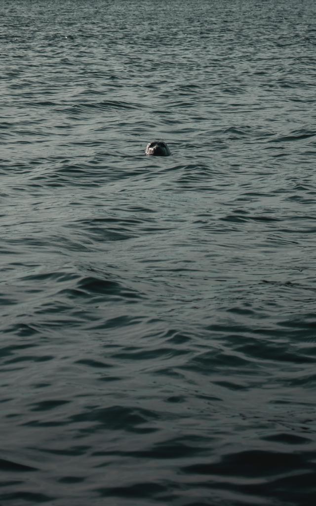 Tête d'un phoque émergée de l'eau