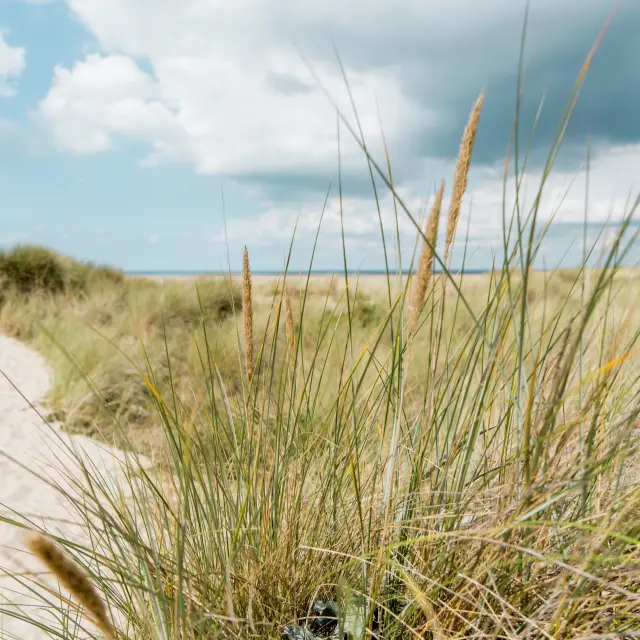 A white sandy path crosses a stretch of grassy dunes under a cloudy sky.