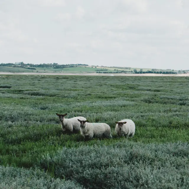 Three white sheep in a green field with a cloudy sky