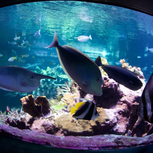 Vue d'un aquarium à la cité de la mer de Cherbourg