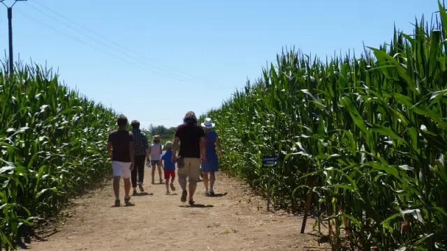 Groupe de personnes marchant dans un champ de maïs - labyrinthe de Coutances