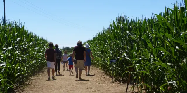 Groupe de personnes marchant dans un champ de maïs - labyrinthe de Coutances