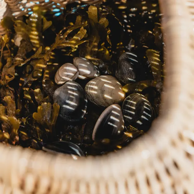 Coquillages et algues dans un panier en osier