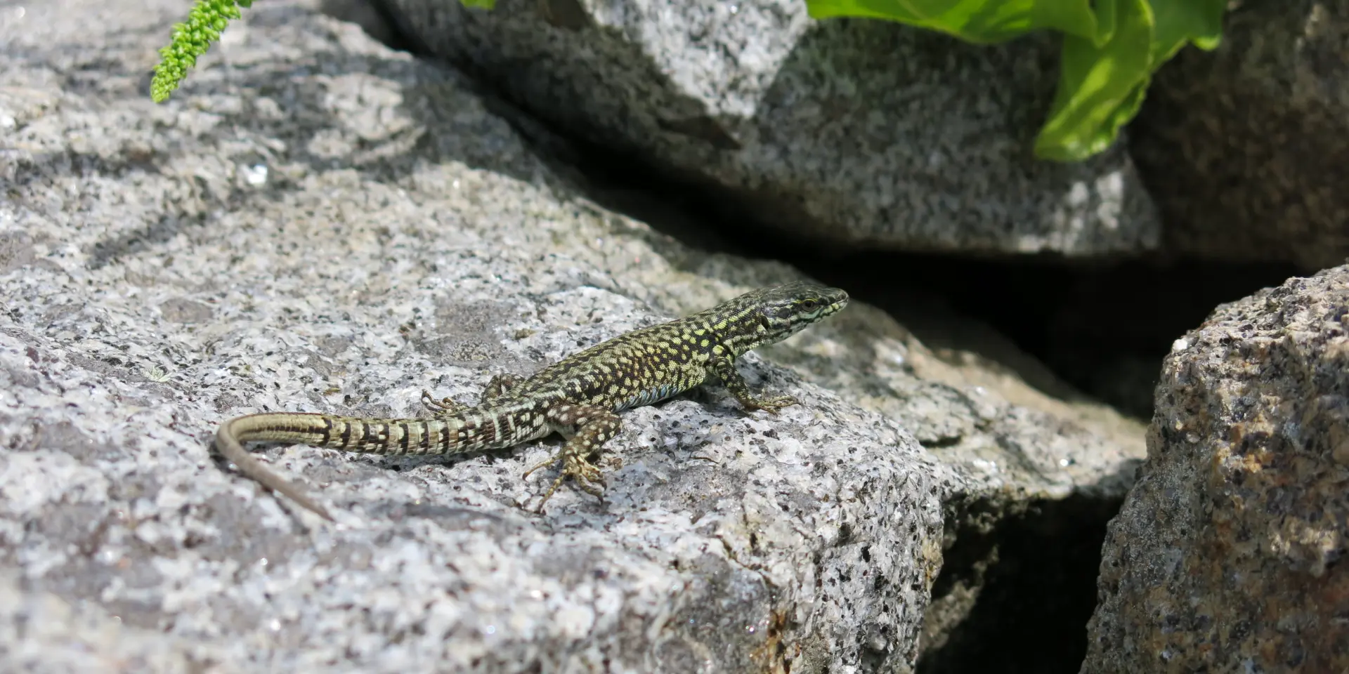 Lézard des murailles