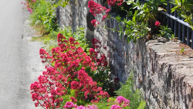 Fleurs roses et rouges le long d'un mur de pierre