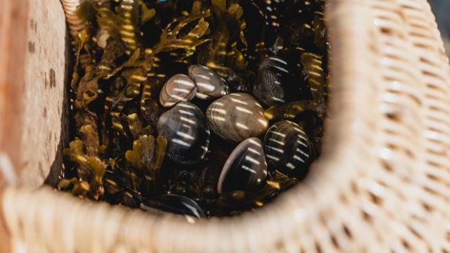Coquillages et algues dans un panier en osier