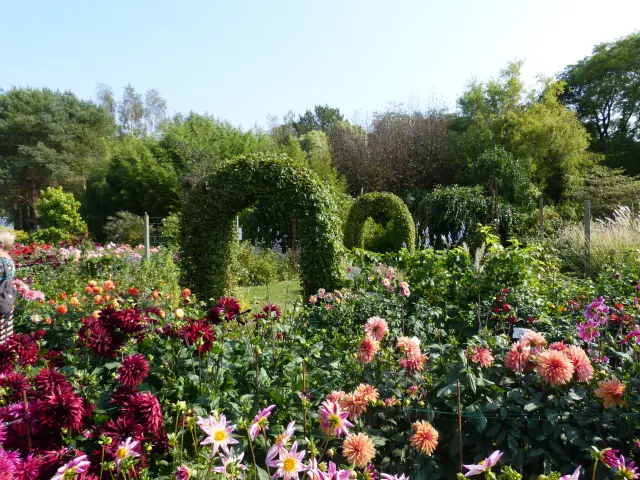 Festival des dahlias de Coutances