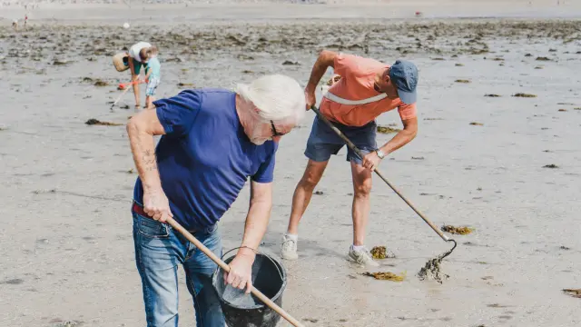 Two people harvesting seaweed on a beach with rakes and buckets