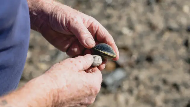 Two hands holding a seashell and a small pebble on a beach