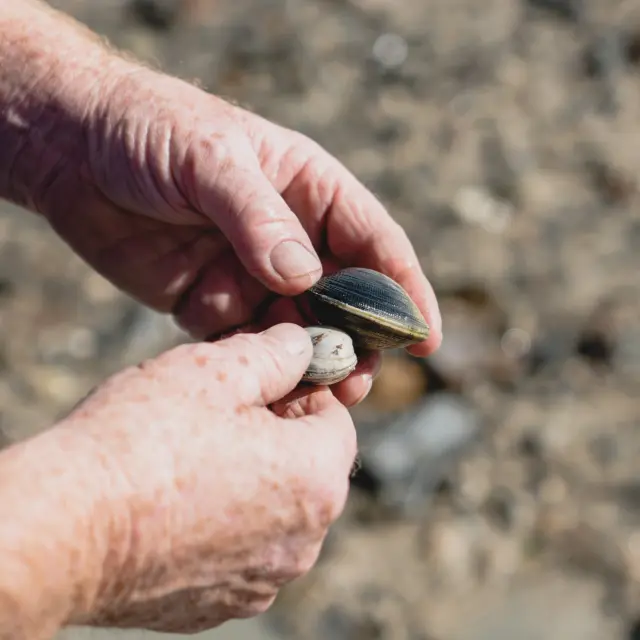 Deux mains tiennent un coquillage - Pêche à pied à Agon Coutainville