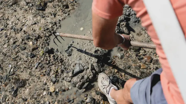Person searching for shellfish on the beach with a tool
