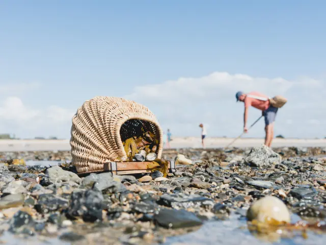 Un pêcheur ramassant des coquillages sur une plage durant la marée basse à Agon-Coutainville