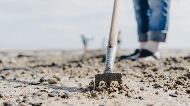 Une griffe plantée dans le sable durant la pêche à pied à Agon Coutainville