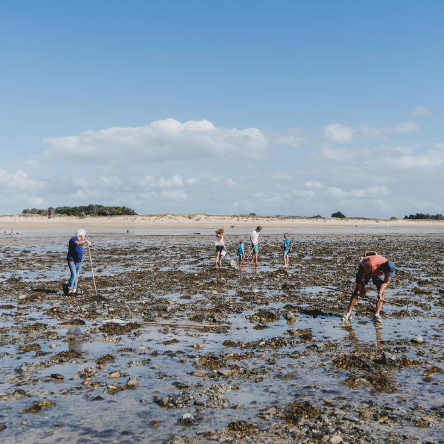 Groupe de personnes cherchant des coquillages sur la plage à marée basse^ à Agon-Coutainville