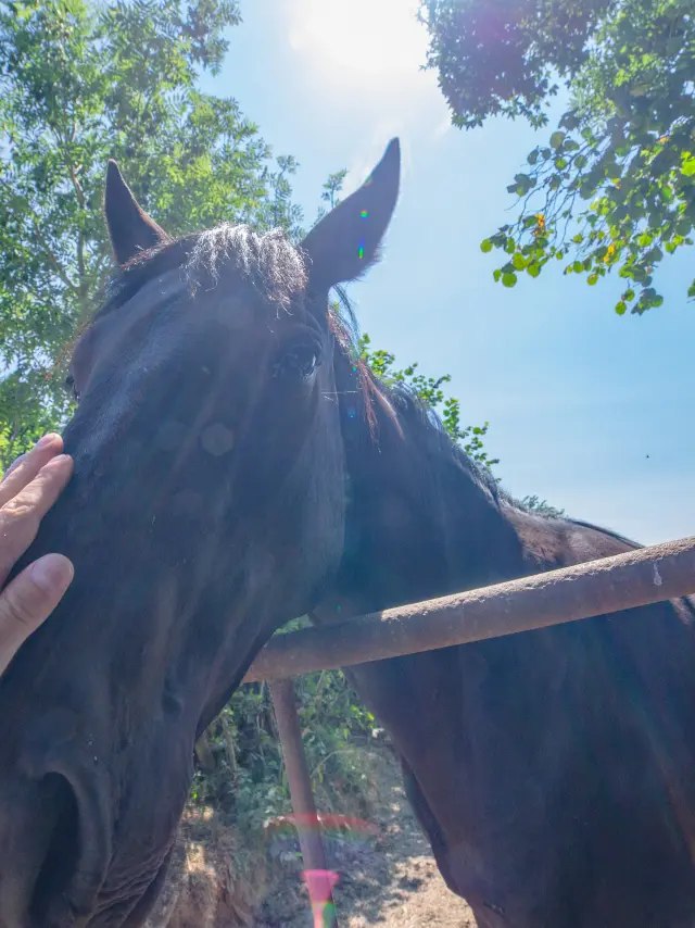 Une personne caresse un cheval près d'une barrière en bois sous un arbre