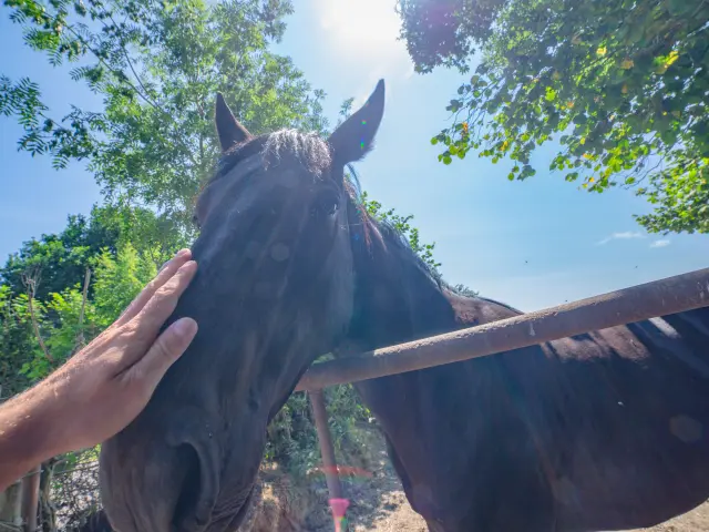 Une personne caresse un cheval près d'une barrière en bois sous un arbre