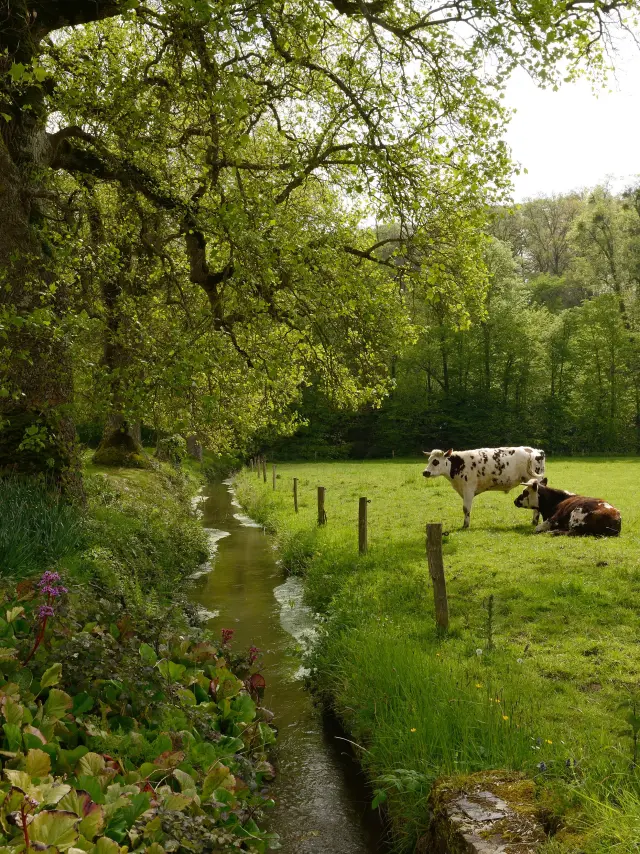 Vaches dans un champ prés du ruisseau à l'Abbaye de Hambye