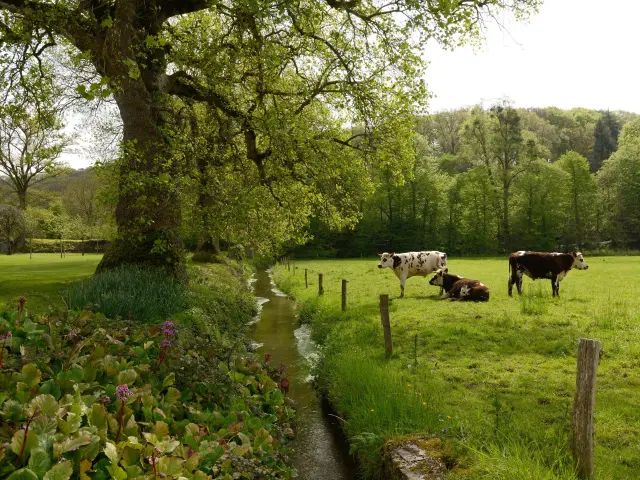 Vaches dans un champ prés du ruisseau à l'Abbaye de Hambye