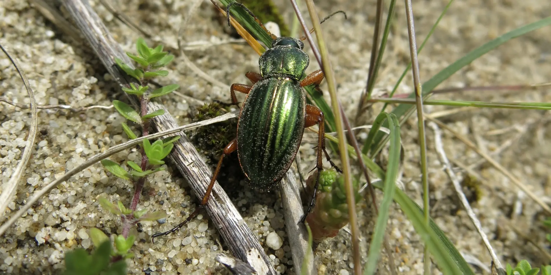 Carabe dorée à Galoux