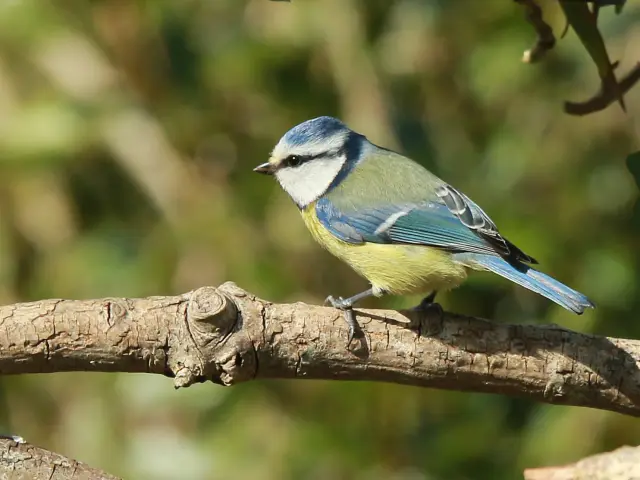 Mésange bleue perchée sur une branche d'arbre