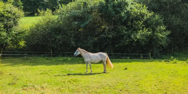 A white and brown horse in a green field surrounded by trees