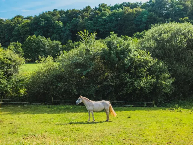 Un cheval blanc et marron dans un pré vert entouré d'arbres dans le bocage
