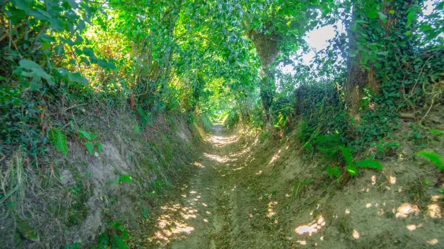 A narrow path bordered by lush vegetation